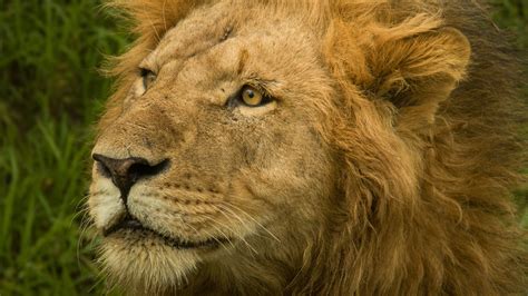 Wild Lion Close Face | HD Wallpapers