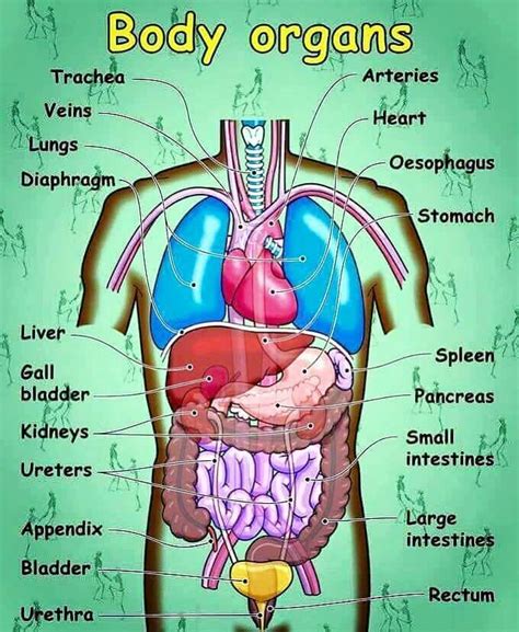 Pin by Guadalupe Saucedo on LUPIS | Human body vocabulary, Human body ...