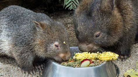 Creative territory marking: The wombat - Early STEM resource