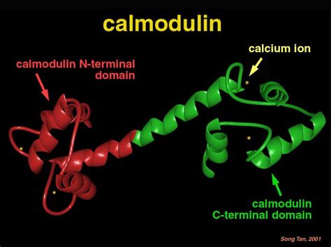 Calmodulin | Analytical Wiki | Fandom