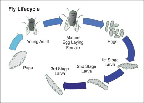 Life Cycle Of Blow Fly