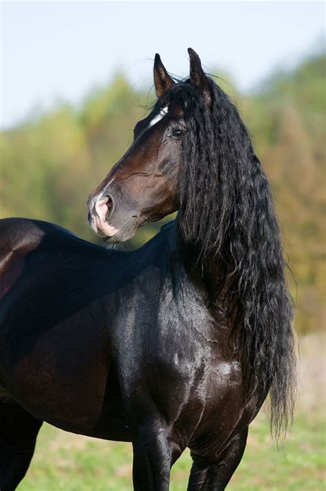 Andalusian Horse - Animal Facts Encyclopedia