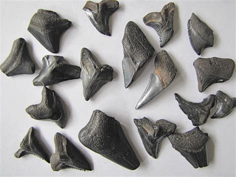 Fossil Sharks Teeth Lot of 60 Venice Florida Petrified Tooth Shark ...