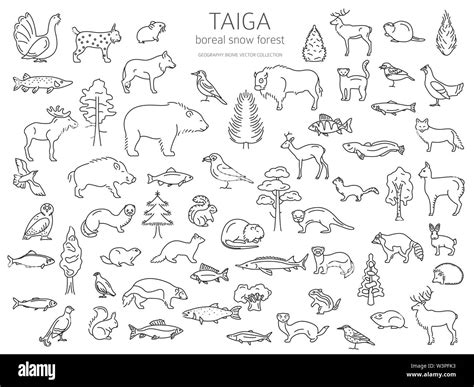 Taiga biome, boreal snow forest thin simple line design. Terrestrial ...