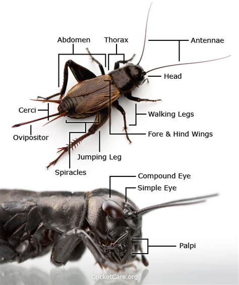 Cricket Anatomy