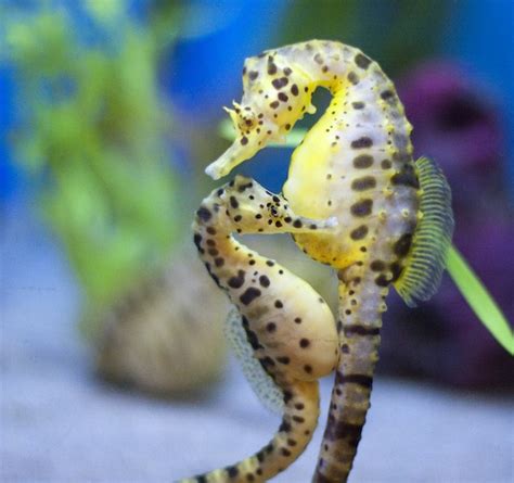 Seahorses Inspire New Armor Designs | Smithsonian