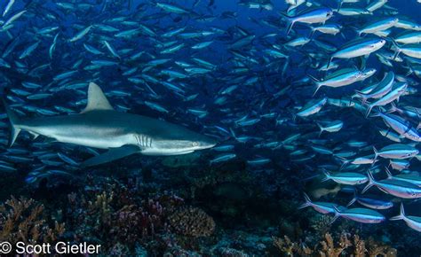 Diving in Fakarava - Bluewater Dive Travel