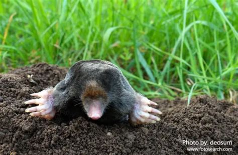 Mole - Description, Habitat, Image, Diet, and Interesting Facts