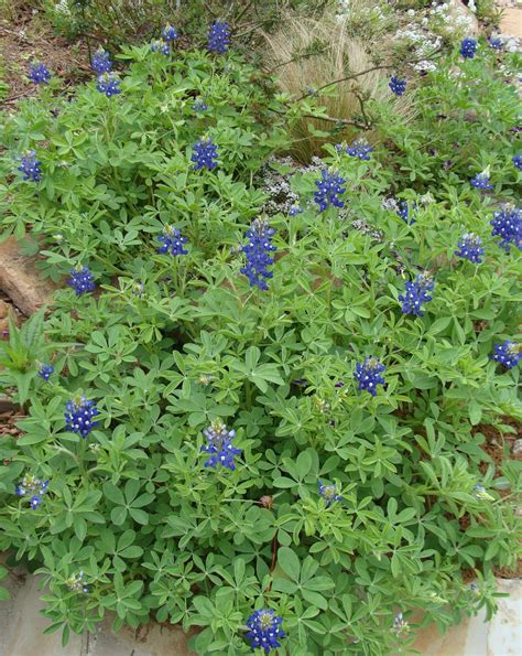 Wildflower Wednesday: Bluebonnets