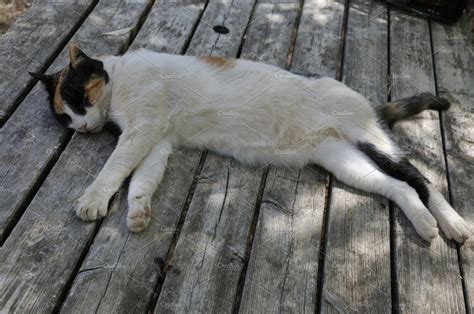 Sleeping cat stock photo containing cat and isolated | Animal Stock ...