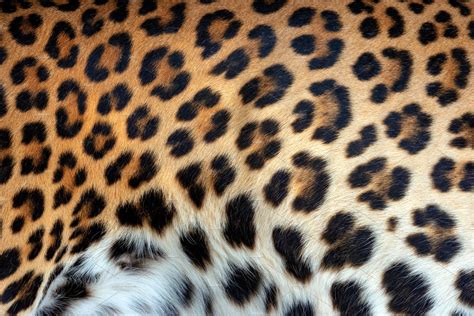 Leopard skin texture for background | High-Quality Animal Stock Photos ...