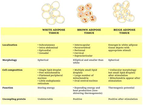 Frontiers | Food Ingredients Involved in White-to-Brown Adipose Tissue ...