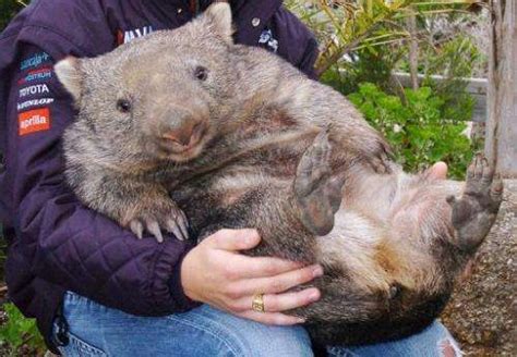 Balding disease killing Australia's wombats