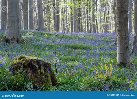 Bluebells Flowers Hallerbos Stock Image - Image of blossom, april: 98327095