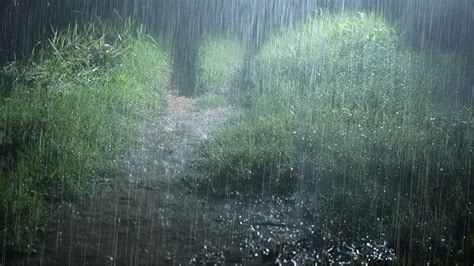 Continuous Rain on a Quiet Forest Road with Thunderstorm Sounds - Heavy ...