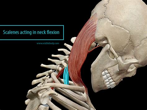 Learn Muscle Anatomy: Scalene Muscles