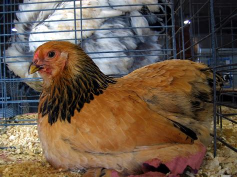 File:Buff Brahma bantam at poultry show.jpg - Wikipedia, the free ...