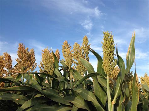 Sorghum Facts | National Sorghum Producers