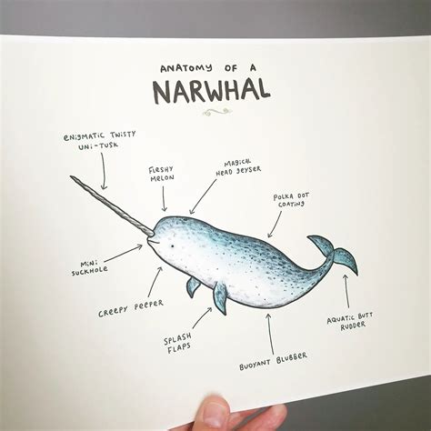 Narwhal Internal Anatomy