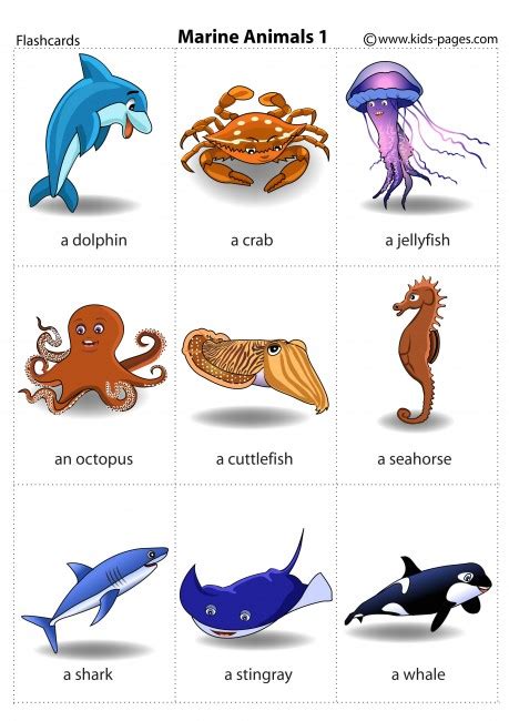 Sea Animals 1 flashcard