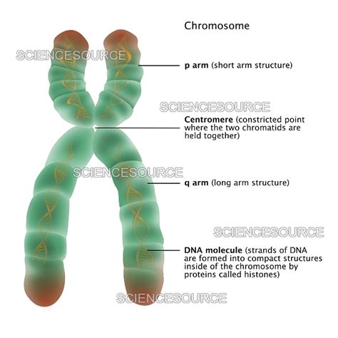 Chromosome Structure Labeled