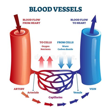 Heart Blood Flow Circulation Anatomical Diagram with Atrium and ...