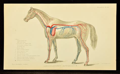 Ca 1907 Antique Horse Lithograph Print Circulatory System | Etsy