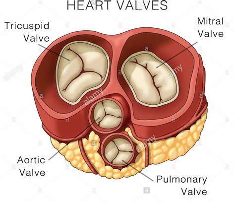 Valves of the heart ensure the one way flow. The AV valves are located ...