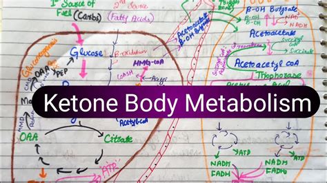 Ketone Body Metabolism |Ketogenesis & Ketolysis |Lipid Metabolism - YouTube