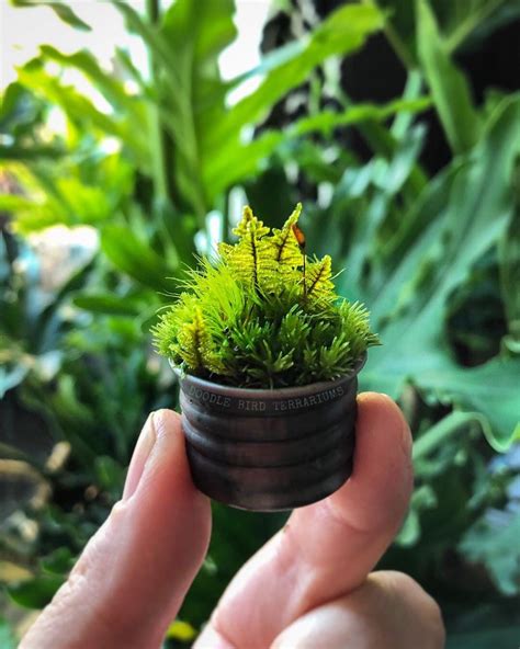 Miniature Moss Terrarium | Moss garden, Garden terrarium, Public garden ...