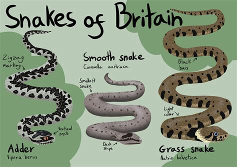 Snakes of Britain Poster Printable Instant Digital Download File United ...