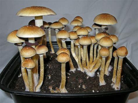 December 2015 Psilocybe cubensis - Wisconsin Mycological Society