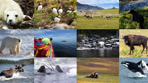 Canadian Wildlife Collage