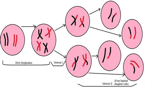 What are the Differences between Meiosis and Mitosis? | Meiosis ...