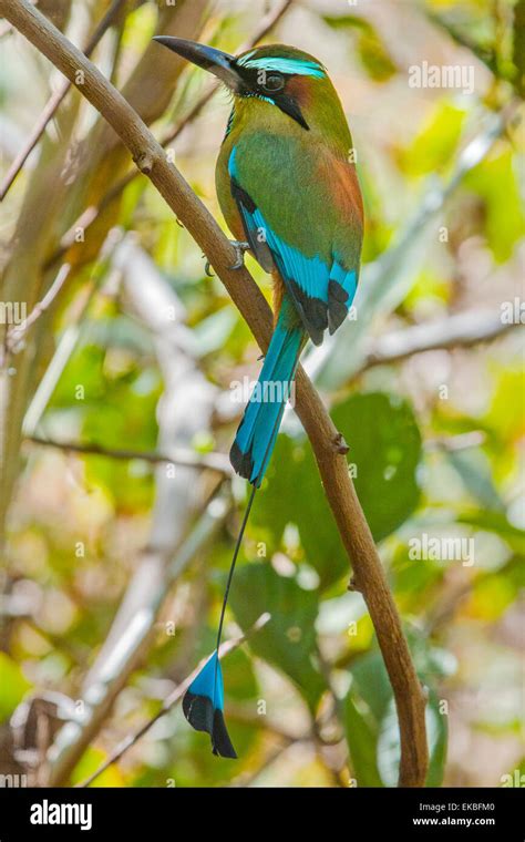 Guardabarranco (turquoise-browed motmot), national bird of Nicaragua ...