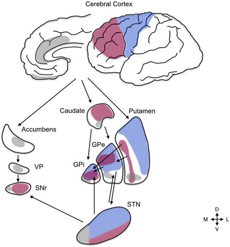 Subthalamic Nucleus Deep Brain Stimulation: Basic Concepts and Novel ...