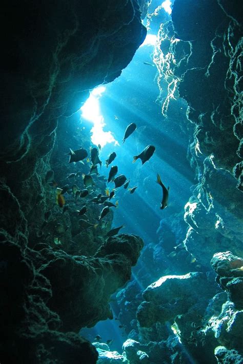 Deep Sea Caverns | Ocean life, Underwater world, Underwater photography