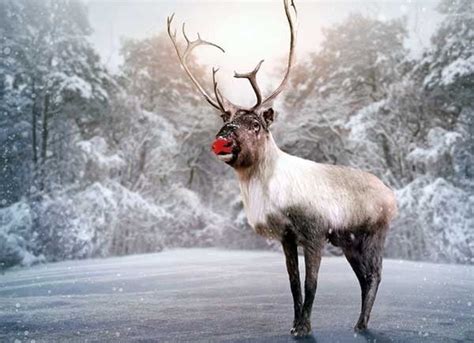 Why Rudolph the Reindeer really has a red nose! - Greenpeace Canada