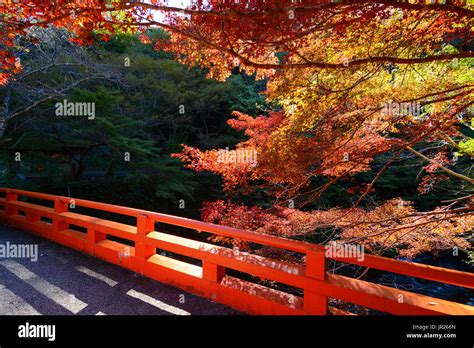 Traditional red bridge and colorful autumn maples in Kyoto, Japan Stock ...