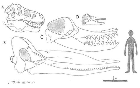 Pin by Rostislav Melnyk on Ice Age | Whale, Humanoid sketch, Val