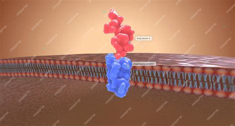 Premium Photo | In the kidney angiotensin ii works by connecting with ...