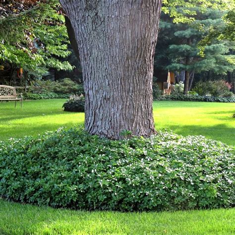 Pachysandra Terminalis | Green Carpet Japanese Spurge | GardenersDream