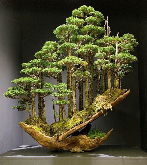 Top Japanese Bonsai Trees For Sale of the decade Don t miss out | earthysai