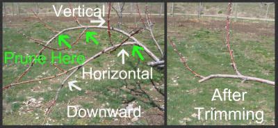 Pruning Peach Trees with Simple Instructions and Pictures | Pruning ...