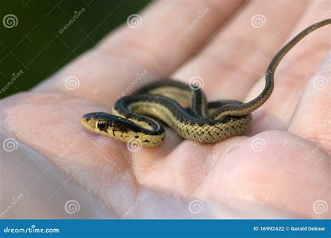 2,769 Baby Snake Stock Photos - Free & Royalty-Free Stock Photos from ...