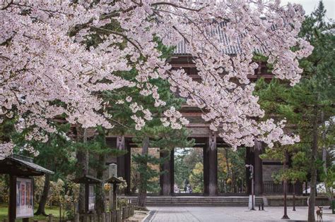 Sakura in Nara: The Best Cherry Blossoms Spots and Deer Sightings