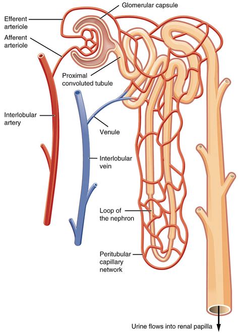 Describe the structure of the renal tubule with neatly labelled diagrams.