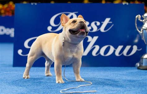 Winston the French bulldog has won the National Dog Show