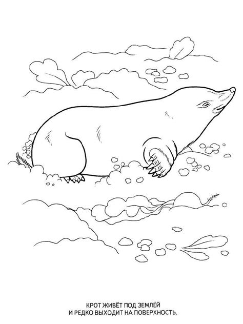 Free Mole coloring pages. Download and print Mole coloring pages Animal ...