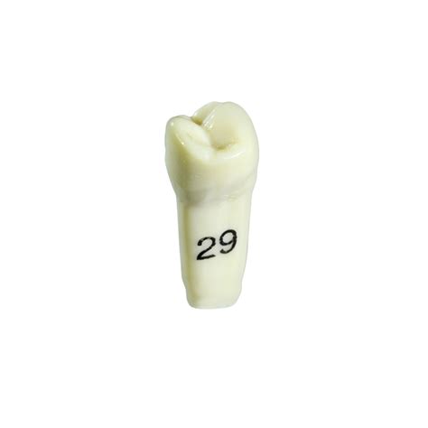 Typodont Tooth Columbia #29 | Stevenson Dental Solutions